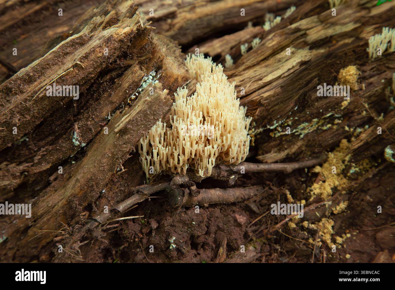 Cette superbe photo macro présente une vue très détaillée d'un fascinant champignon de corail jaune pâle poussant à l'état sauvage dans son habitat forestier naturel. Banque D'Images