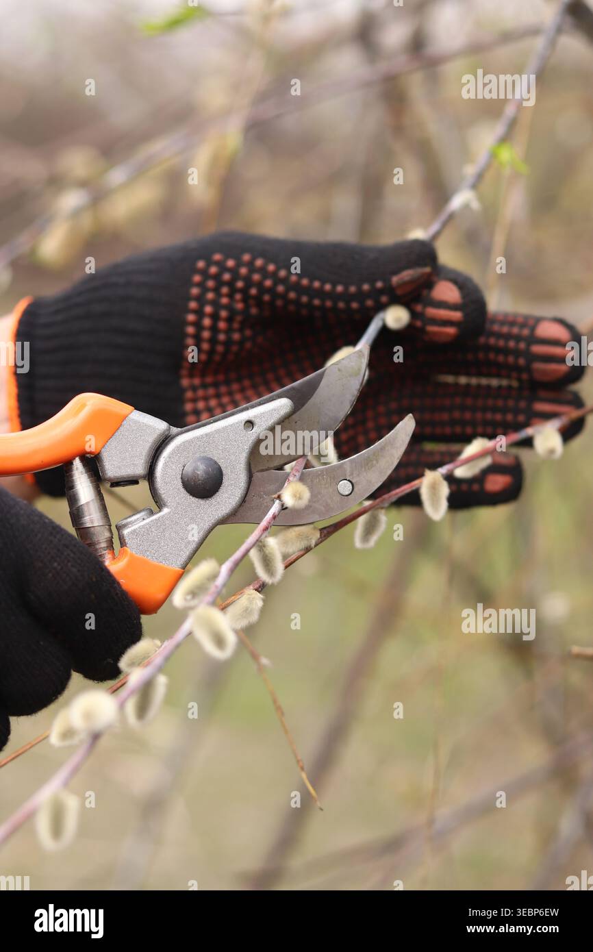 Gros plan des mains dans des gants de protection à l'aide d'un sécateur pour tailler les branches de saule avec des bourgeons moelleux. Concept de jardinage, travail de printemps, soin des plantes Banque D'Images