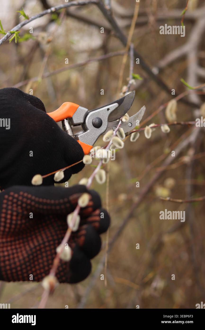 Gros plan des mains dans des gants de protection à l'aide d'un sécateur pour tailler les branches de saule avec des bourgeons moelleux. Concept de jardinage, travail de printemps, soin des plantes Banque D'Images