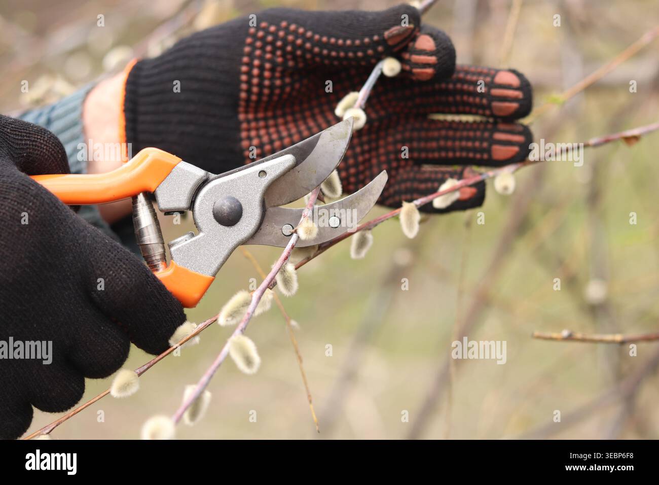 Gros plan des mains dans des gants de protection à l'aide d'un sécateur pour tailler les branches de saule avec des bourgeons moelleux. Concept de jardinage, travail de printemps, soin des plantes Banque D'Images