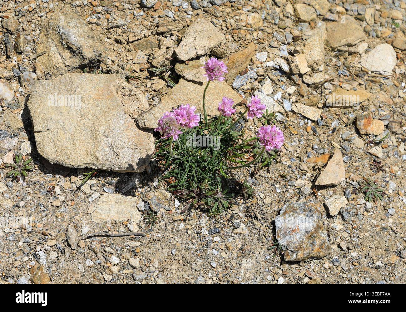 Une plante Sea Thrift, (Armeria maritima), thrift, thrift de mer ou rose de mer, Angleterre, Royaume-Uni Banque D'Images