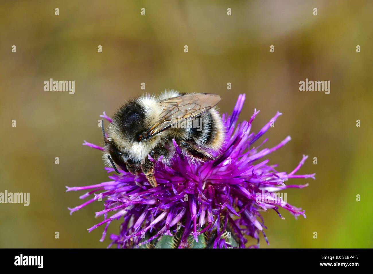 Le bourdon (Bombus Veteranus) recueille le nectar d'une fleur de chardon. Allemagne Banque D'Images