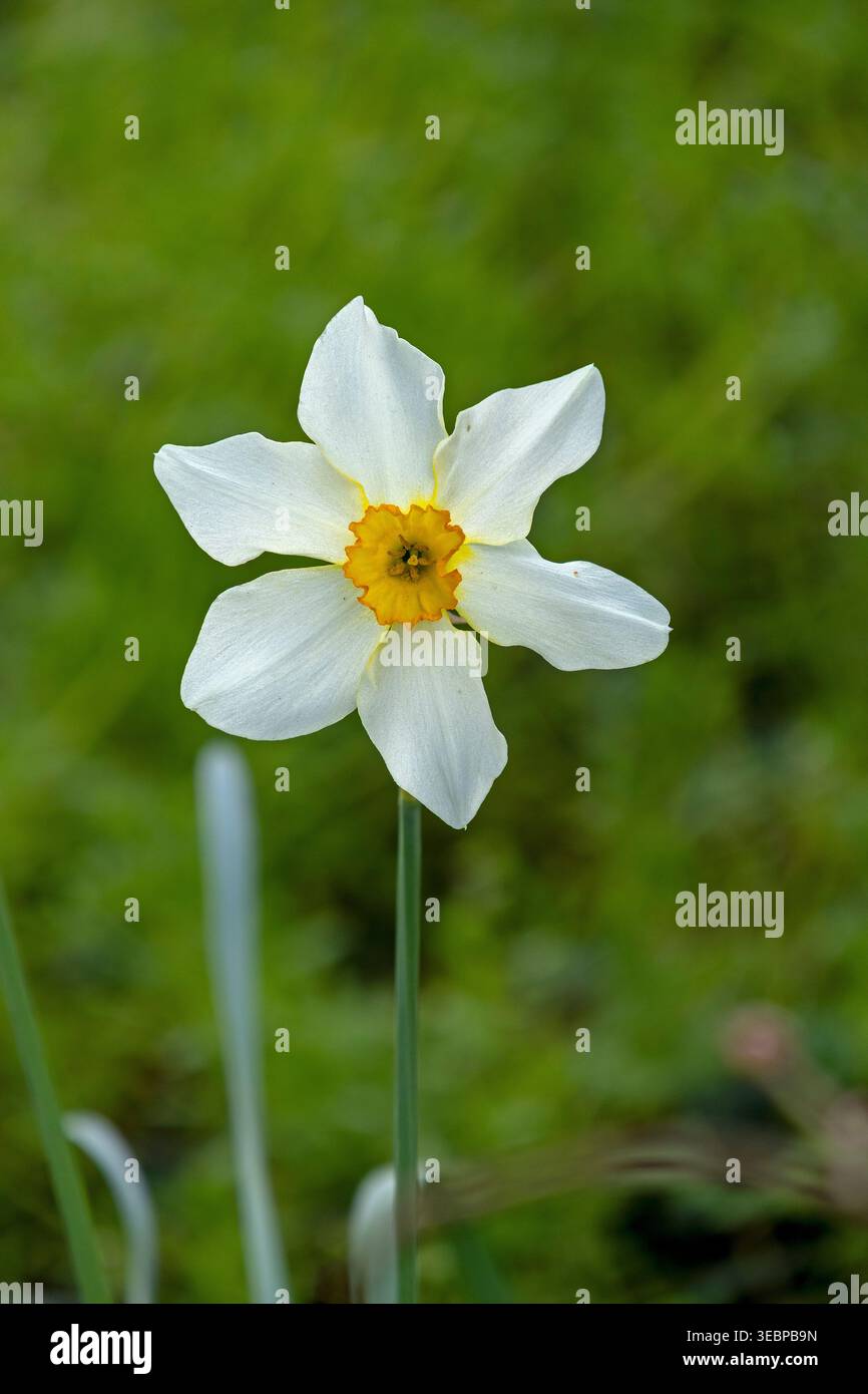 Jonquille de poète (Narcissus poeticus), Alveston, Angleterre, Grande-Bretagne Banque D'Images