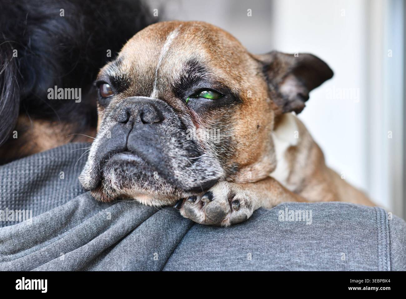 Chien triste avec lésion oculaire et liquide vert provenant d'un test médical à la fluorescéine pour détecter les lésions dues à l'ulcération cornéenne Banque D'Images