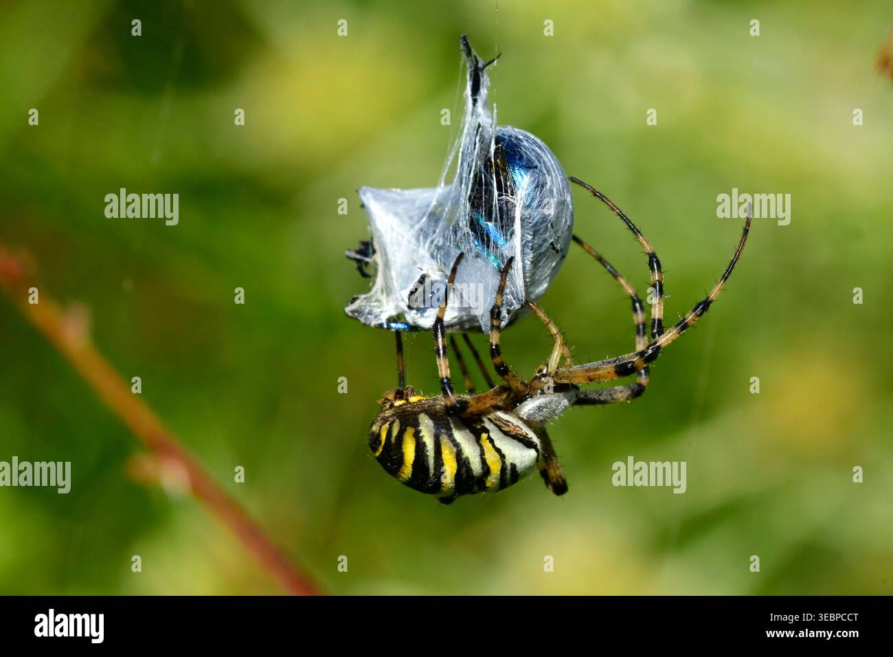 Guêpe araignée (Argiope bruennichi) avec proie. Allemagne Banque D'Images