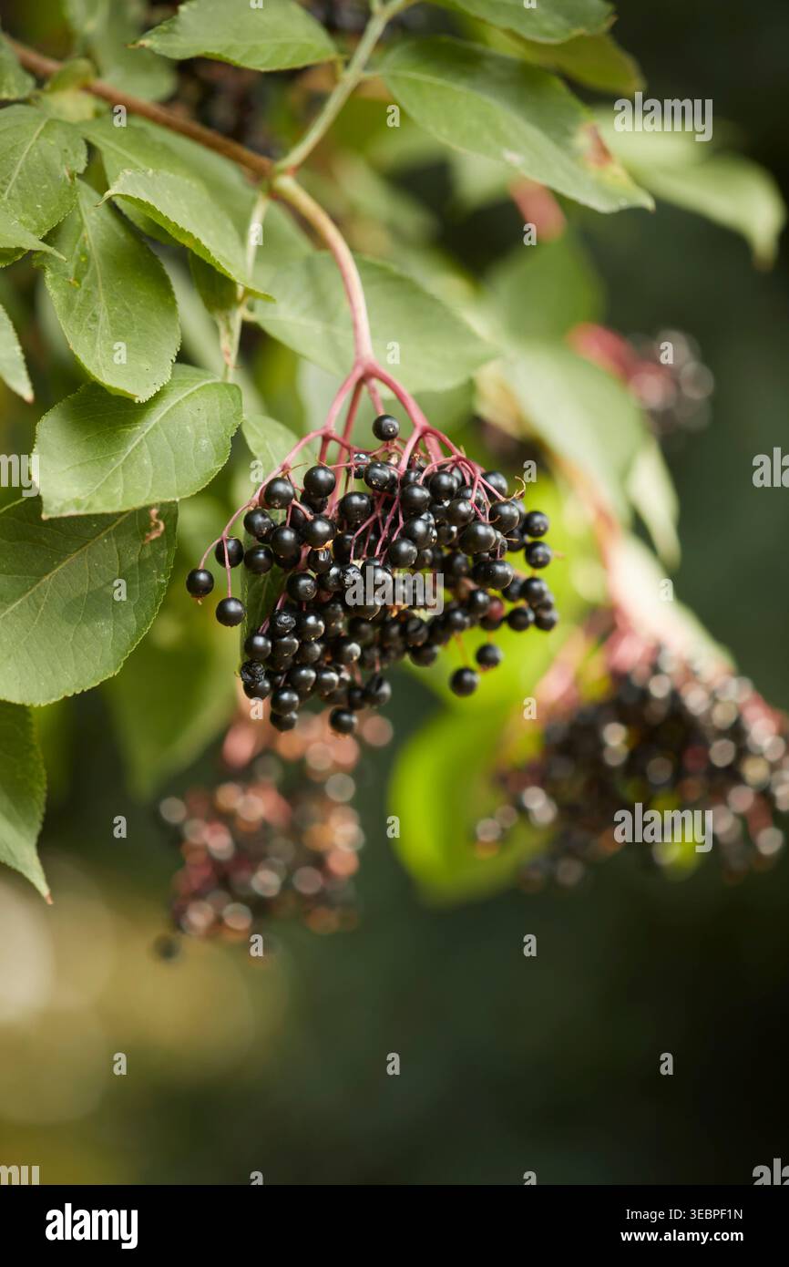 Black Elder, Elderberry (Sambucus nigra), baies sur un buisson. Allemagne Banque D'Images