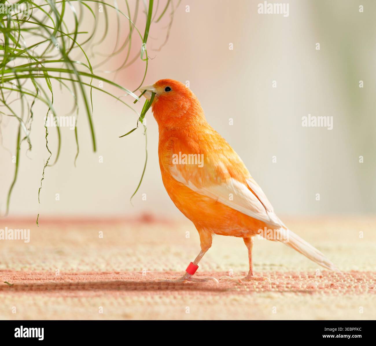 Les canaris domestiques cueillent l'herbe de chat dans un pot de fleurs. Allemagne Banque D'Images