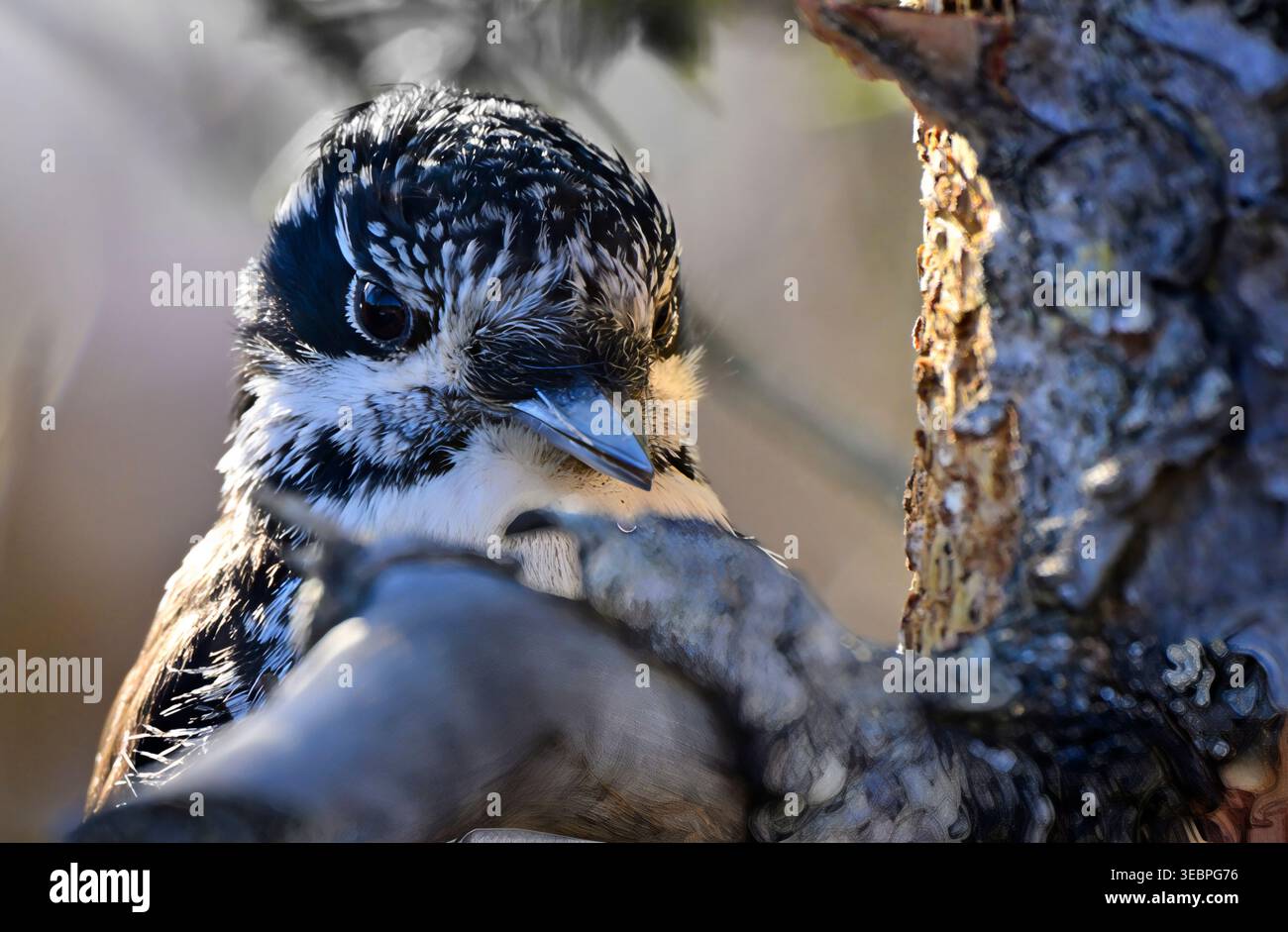 Une vue de face rapprochée d'un pic-bois à trois doigts brisant l'écorce d'un épinette mort dans sa chasse aux insectes dans les régions rurales de l'Alberta au Canada Banque D'Images