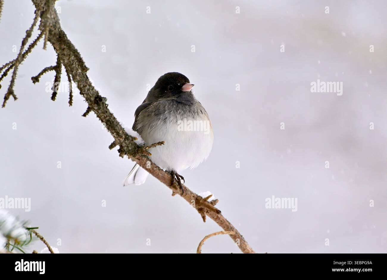 Junco 'Junco hyemalis' sauvage aux yeux sombres, perché sur une branche d'épinette pendant la saison hivernale dans les régions rurales de l'Alberta au Canada Banque D'Images