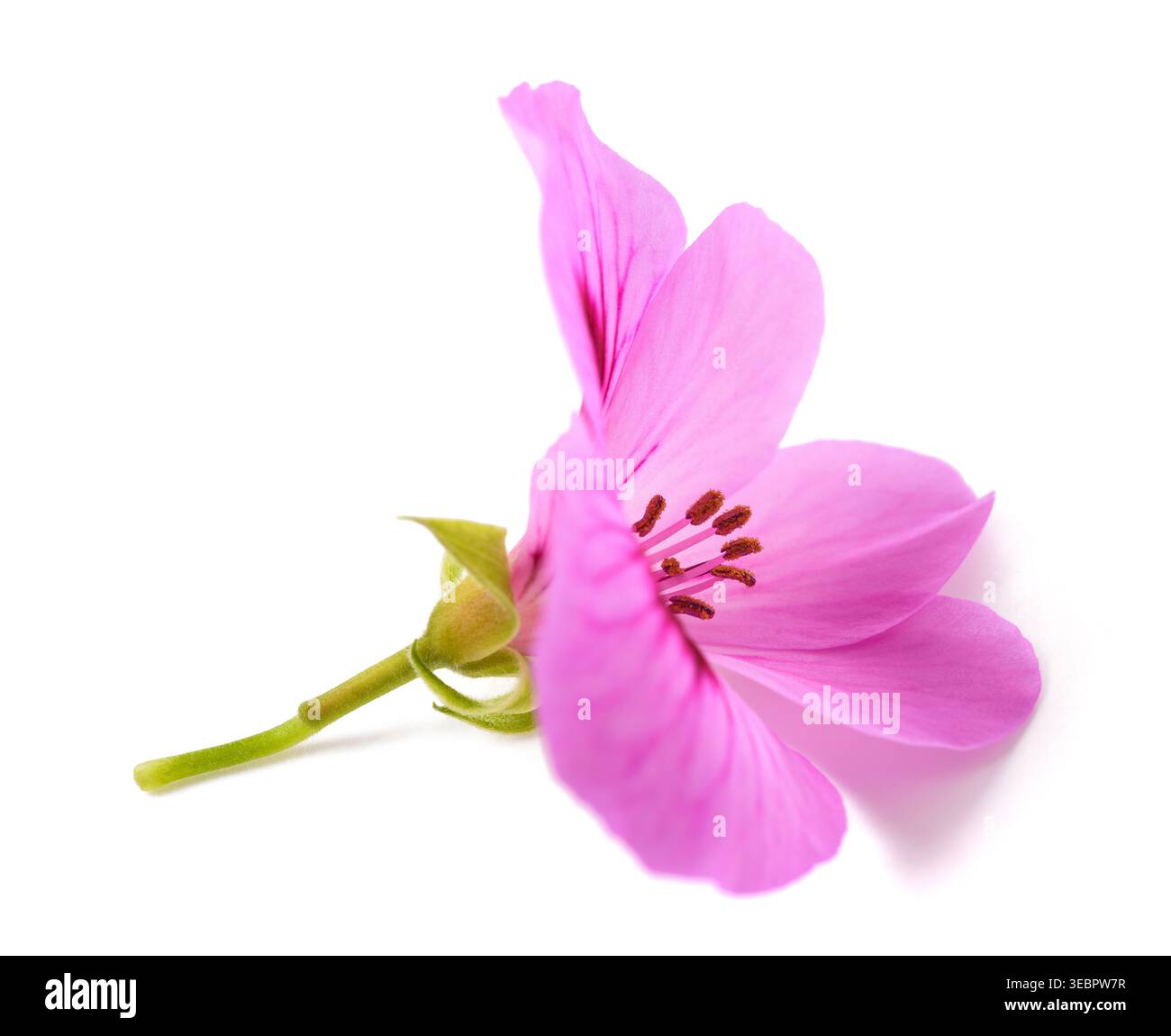 Gros plan d'une fleur rose de géranium royal (Pelargonium) isolée sur fond blanc. Photographié en studio avec un niveau de détail élevé, des pétales éclatants et une composition épurée Banque D'Images
