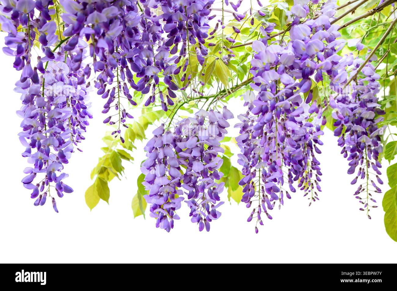 Les fleurs de glycine isolé sur fond blanc Banque D'Images