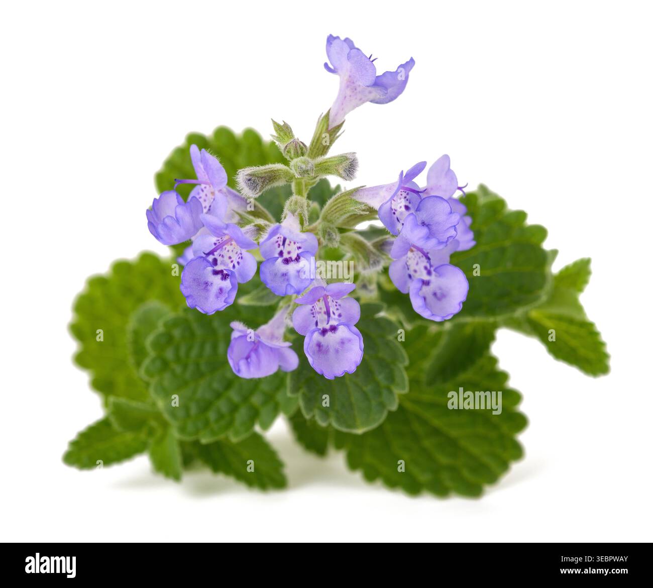 Une délicate branche de fleurs Nepeta (menthe catmint) isolée sur fond blanc Banque D'Images