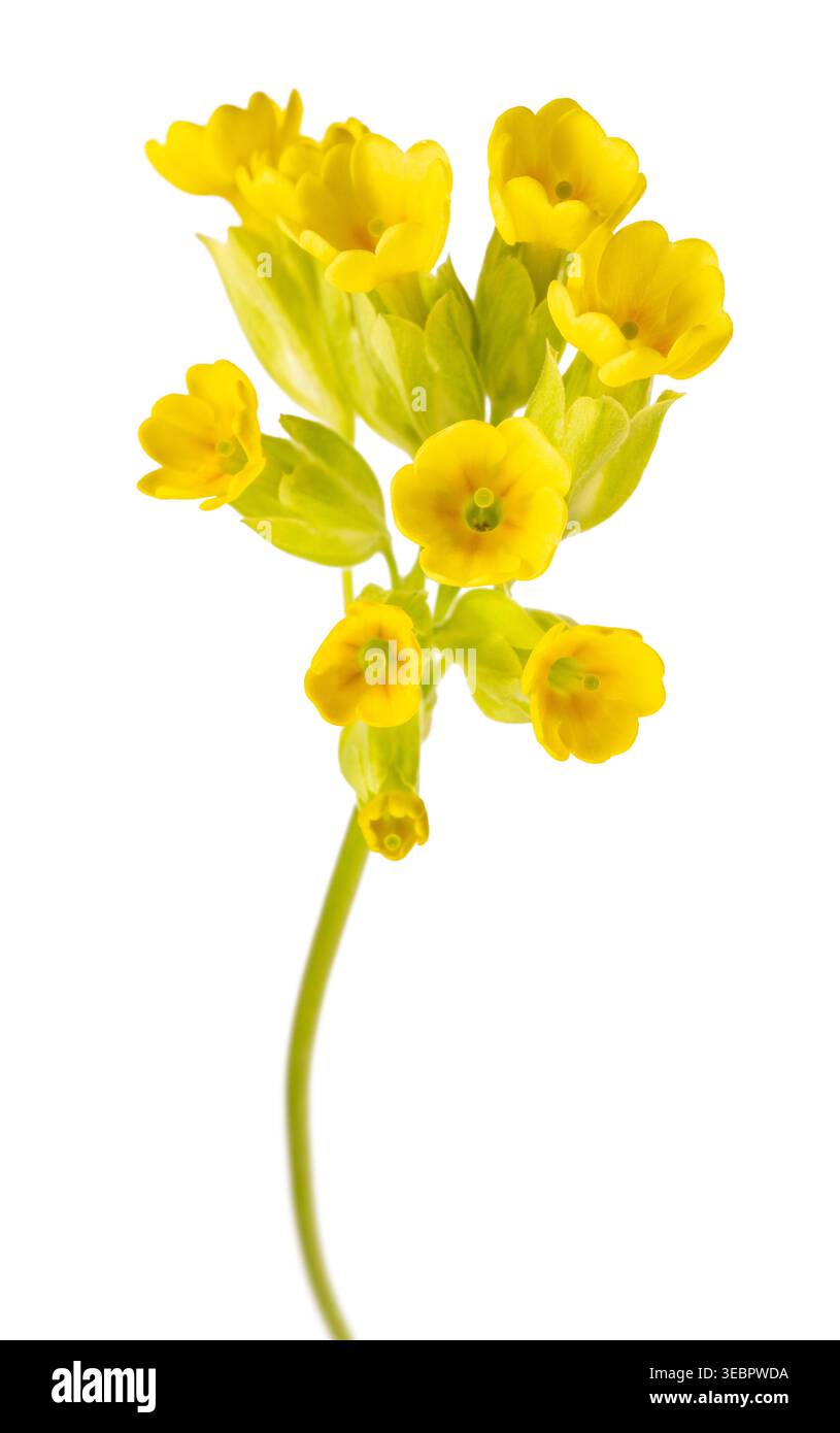 Image de haute qualité de Primula veris (cowslip) fleur jaune isolée sur fond blanc, spécimen botanique détaillé avec des pétales mous et col naturel Banque D'Images