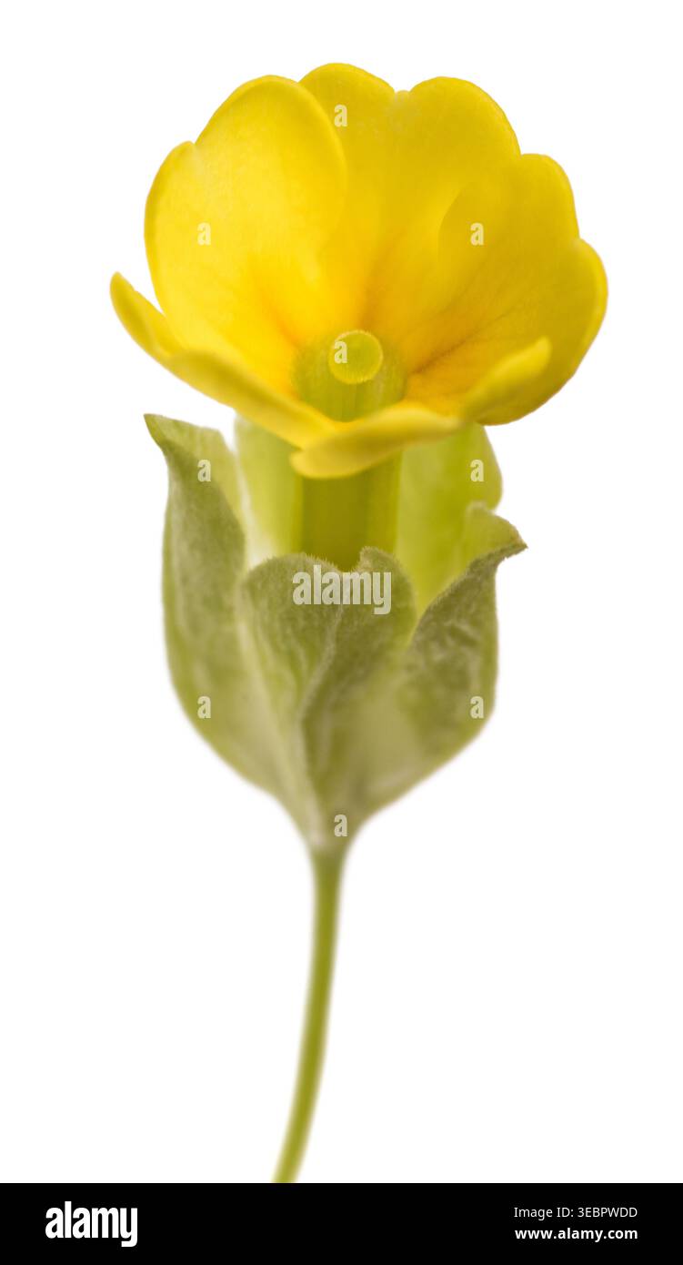Image de haute qualité de Primula veris (cowslip) fleur jaune isolée sur fond blanc, spécimen botanique détaillé avec des pétales mous et col naturel Banque D'Images
