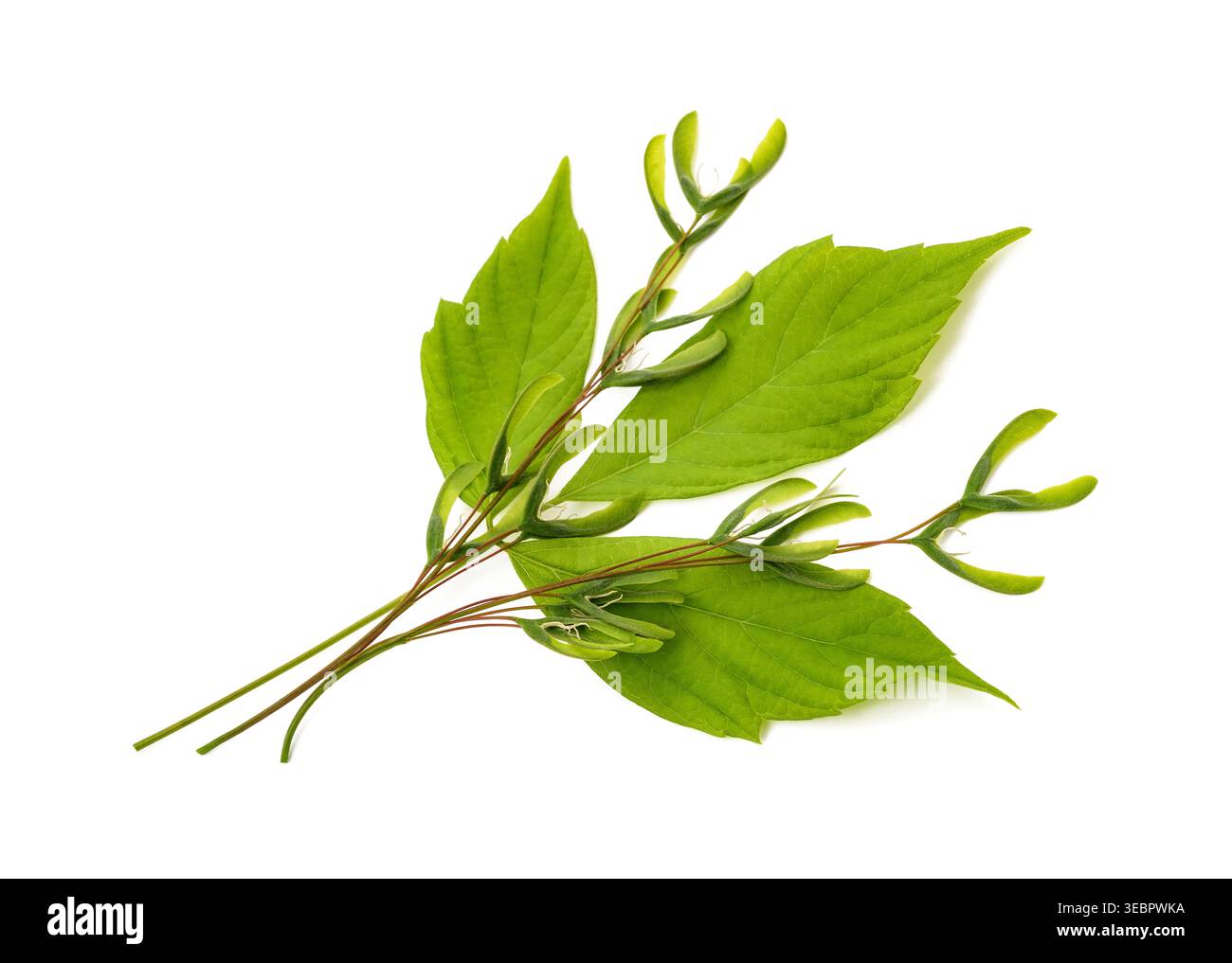Acer negundo (érable boxelder) samaras et feuille isolés sur un fond blanc propre. Banque D'Images