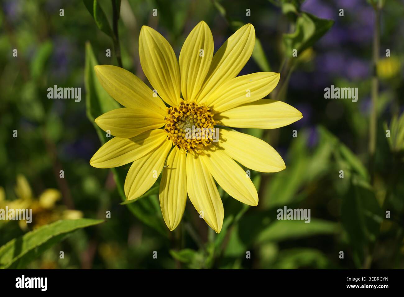 tête de fleur jaune unique. la nature en fleurs Banque D'Images