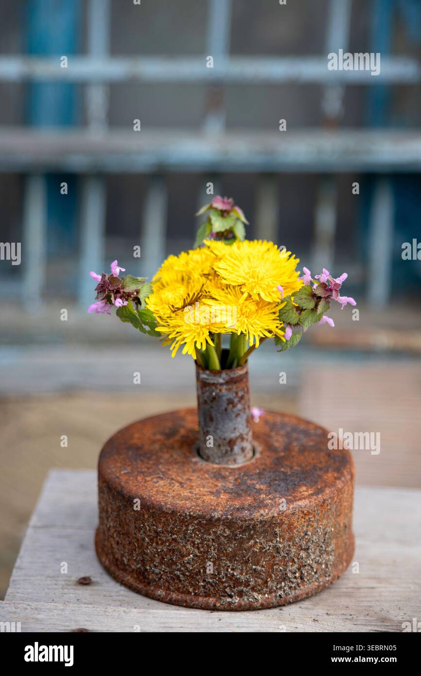 Pissenlits jaunes et fleurs sauvages de mortuelle violettes dans un vase cylindrique industriel en métal rouillé vintage sur un fond de table en bois altéré Banque D'Images