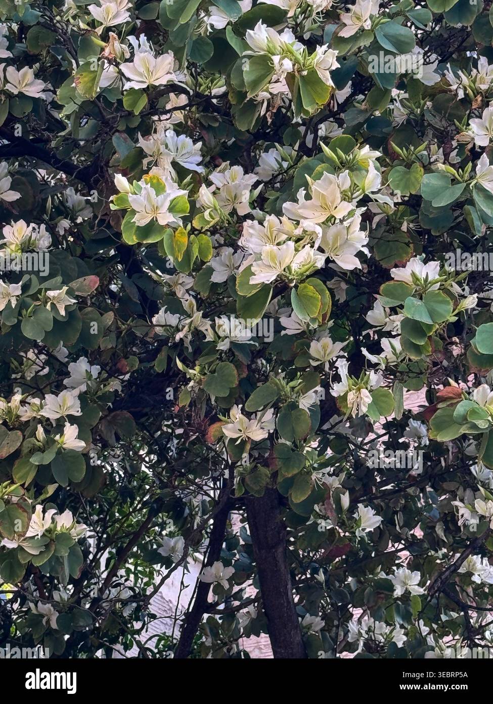 Branches d'arbre recouvertes de nombreuses fleurs d'arbre d'orchidée blanche. Banque D'Images