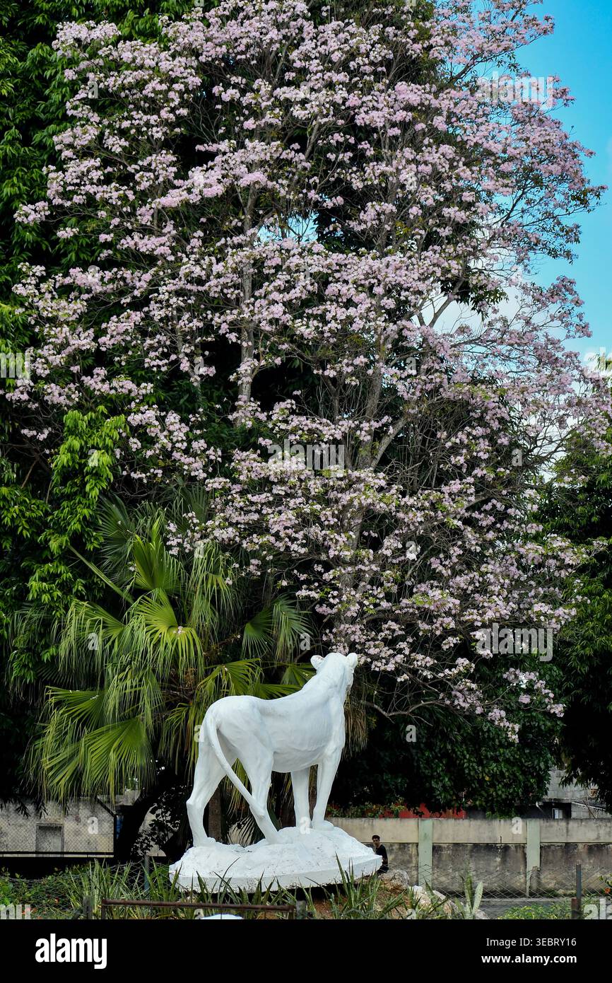 Image d'un tigre à l'entrée du zoo de Ciego de Ávila, Cuba. Banque D'Images