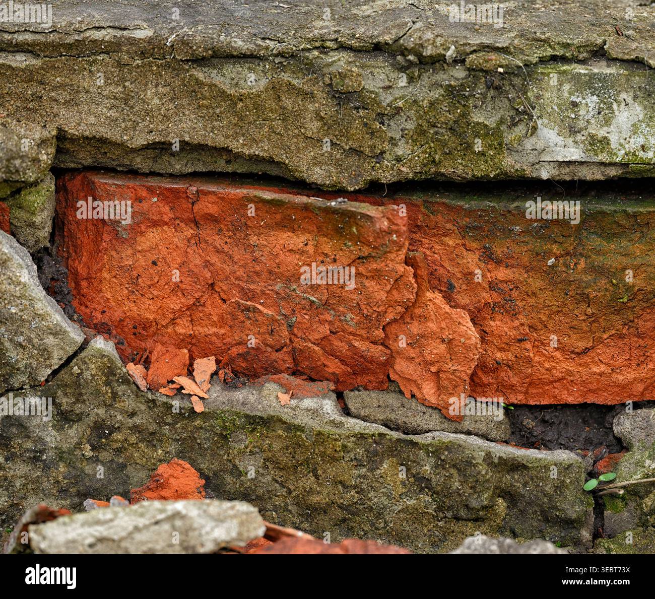 Gros plan d'une brique rouge altérée et effritée encastrée dans une structure en béton fissurée avec des traces de mousse verte. Gros plan. Banque D'Images