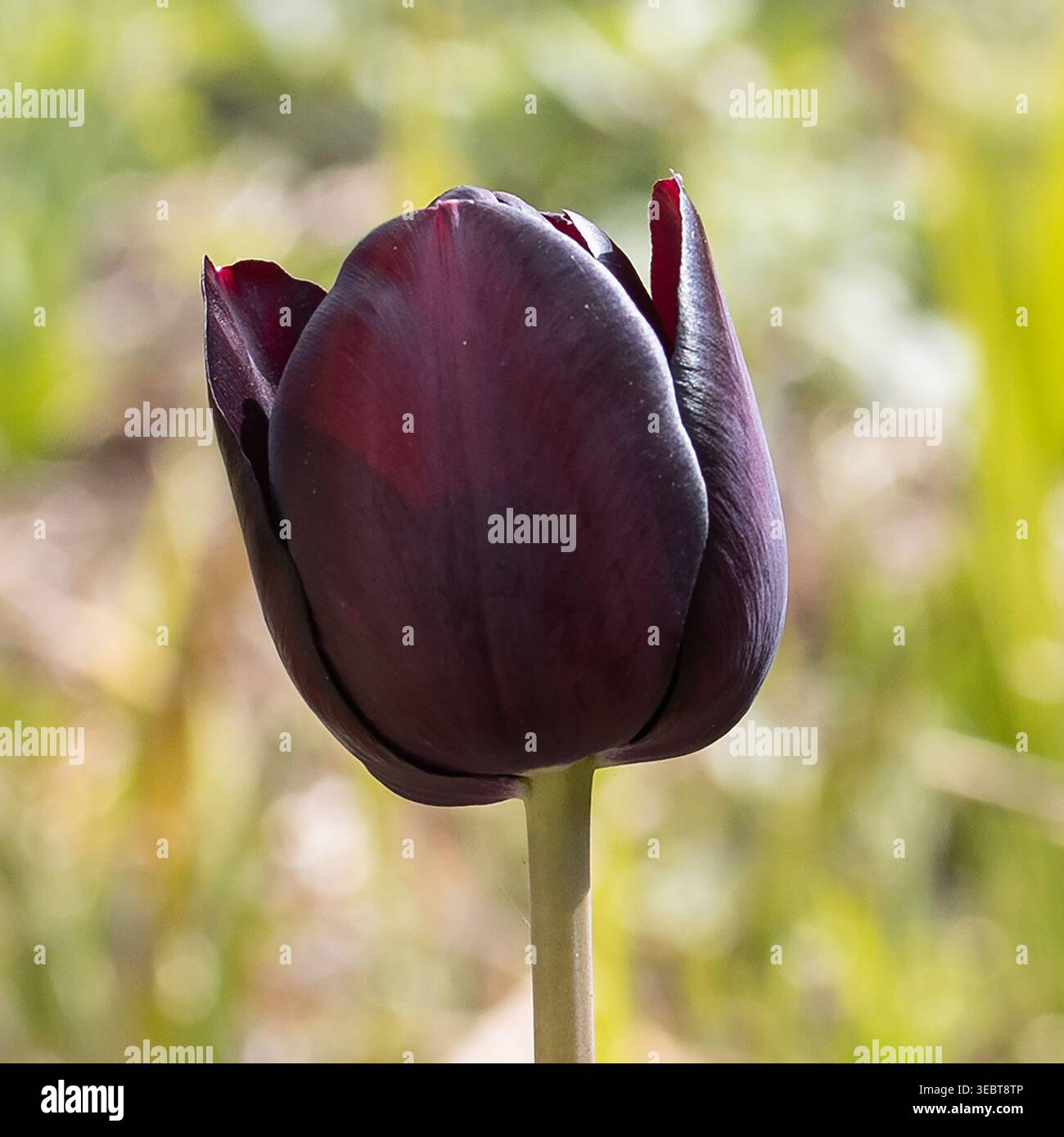 Gros plan d'une tulipe noire Banque D'Images