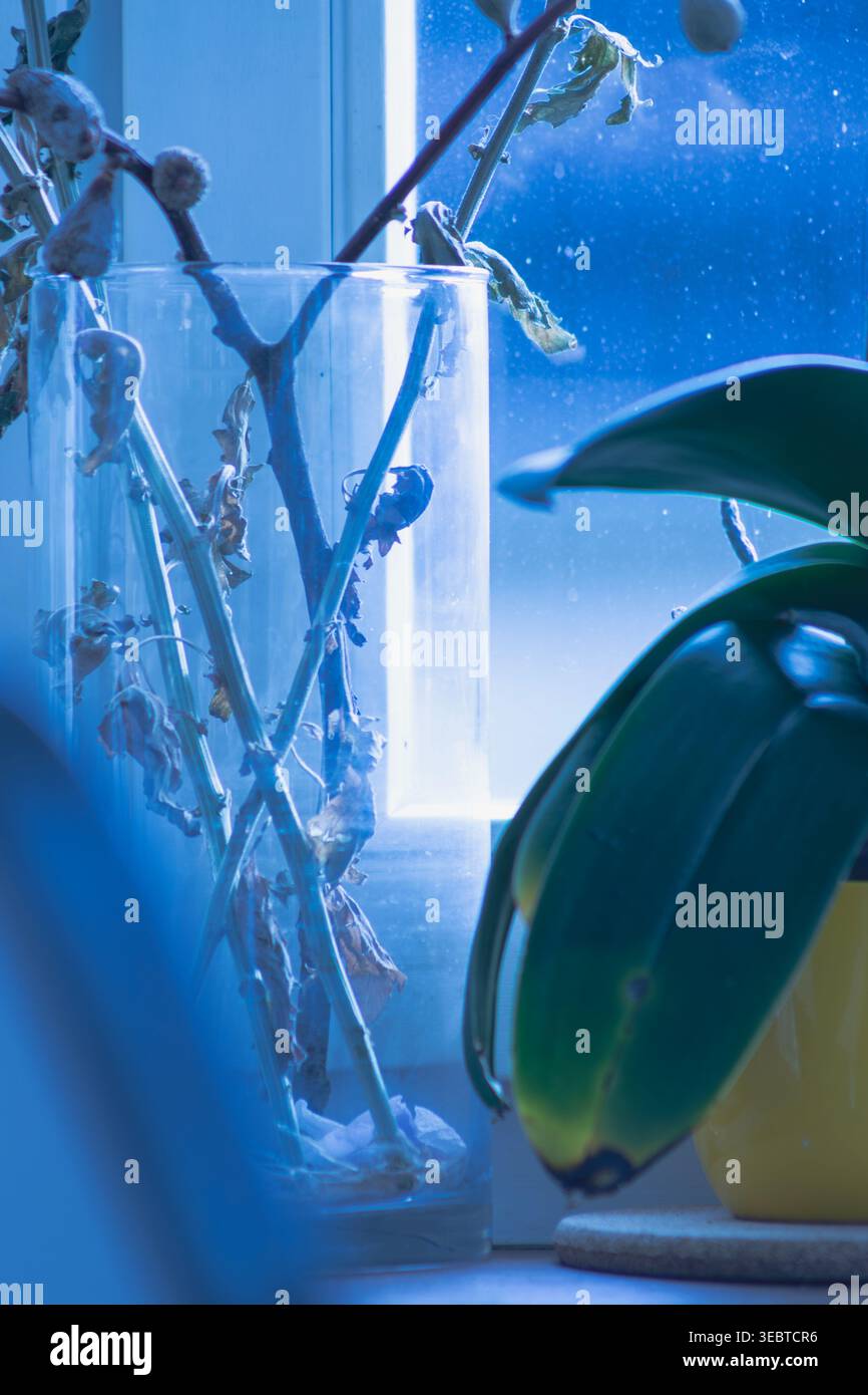 Scène de soirée Blue Hour avec des branches de saule et des feuilles d'orchidée près de la fenêtre. Fond de nature éthéré pour le bien-être et la paix. Banque D'Images