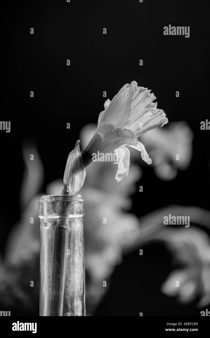 Profil monochrome d'une fleur de narcisse dans une bouteille en verre. Art floral noir et blanc minimaliste avec flou et espace de copie. Banque D'Images
