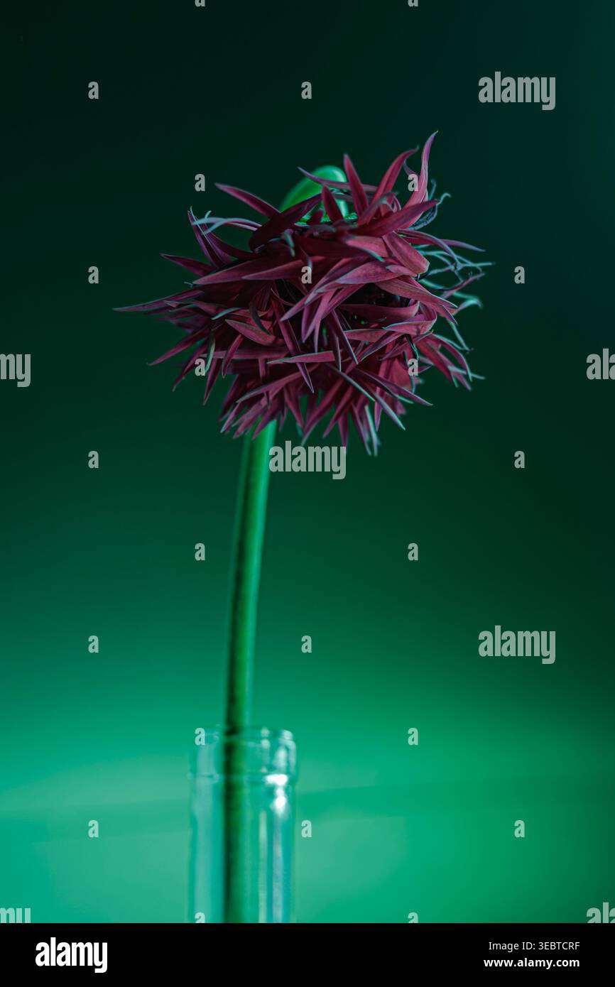 Fleur épi rouge vif sur un fond vert vif. Composition florale de style pop art très contrastée pour un design audacieux. Banque D'Images