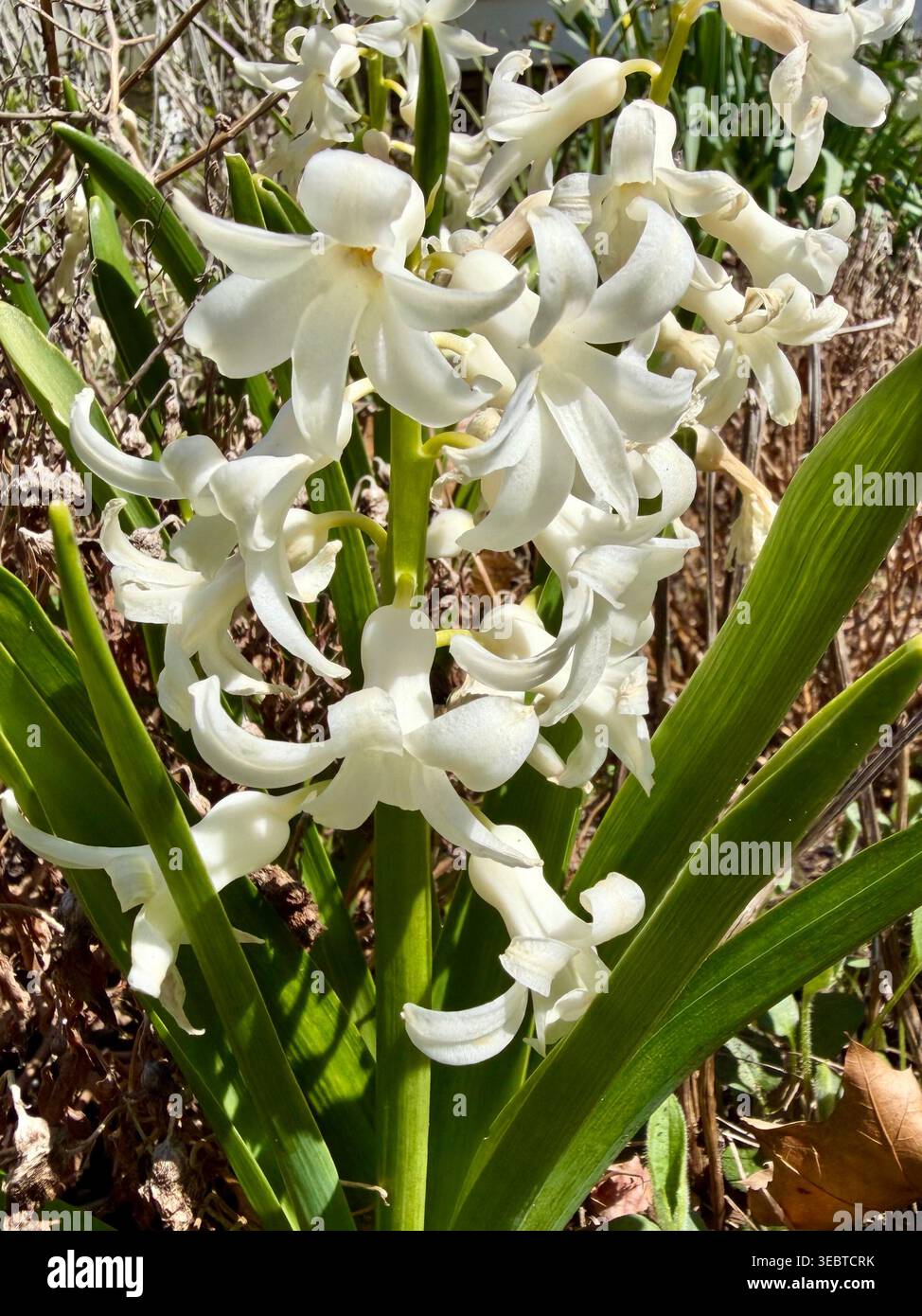 Plante de jacinthe dans un jardin de Cape Cod - Image de stock capturée avec un smartphone