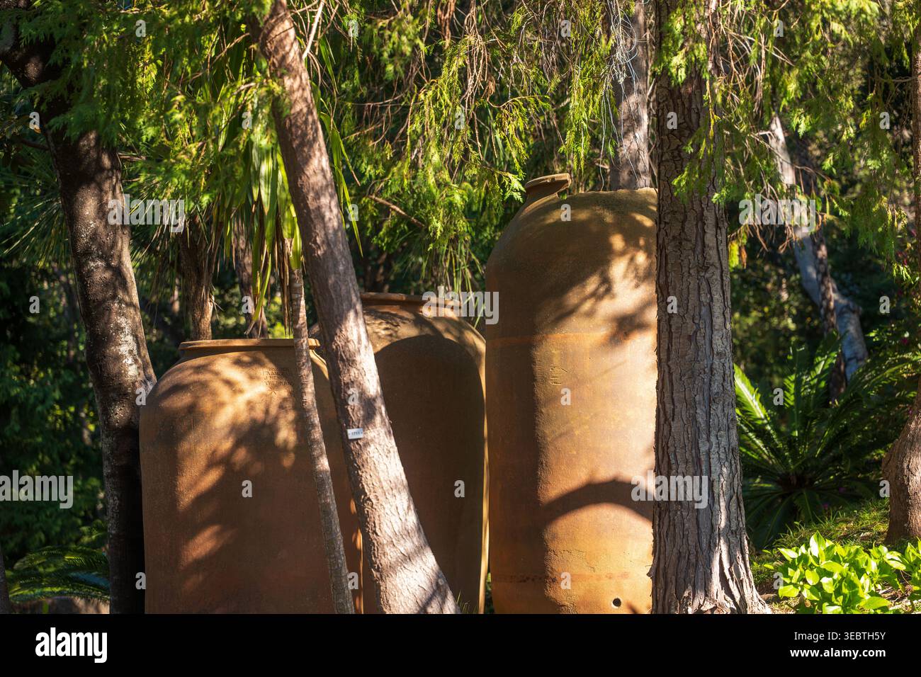 Trois pots d'amphores en terre cuite se dressent parmi les pins et les lauriers à Madère, au Portugal. La lumière de la fin de l'après-midi projette des ombres étouffées, soulignant la texture Banque D'Images