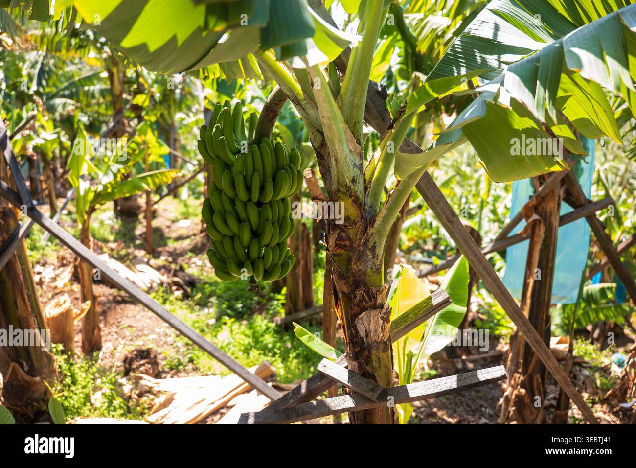 Vue au niveau du sol à Madère montre une plante de banane avec des bananes non mûres, des supports en bois, des feuilles coupe-vent, et des talons de feuille coupés dans la journée lumineuse avec sh Banque D'Images