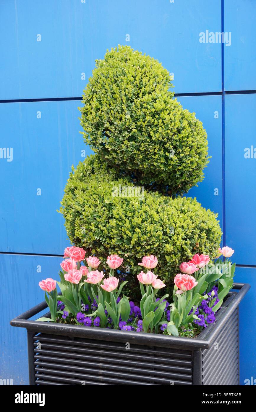 Tulipes doubles roses et tulipes violettes, fleurs printanières dans une jardinière topiaire colorée contre un mur bleu vif Banque D'Images