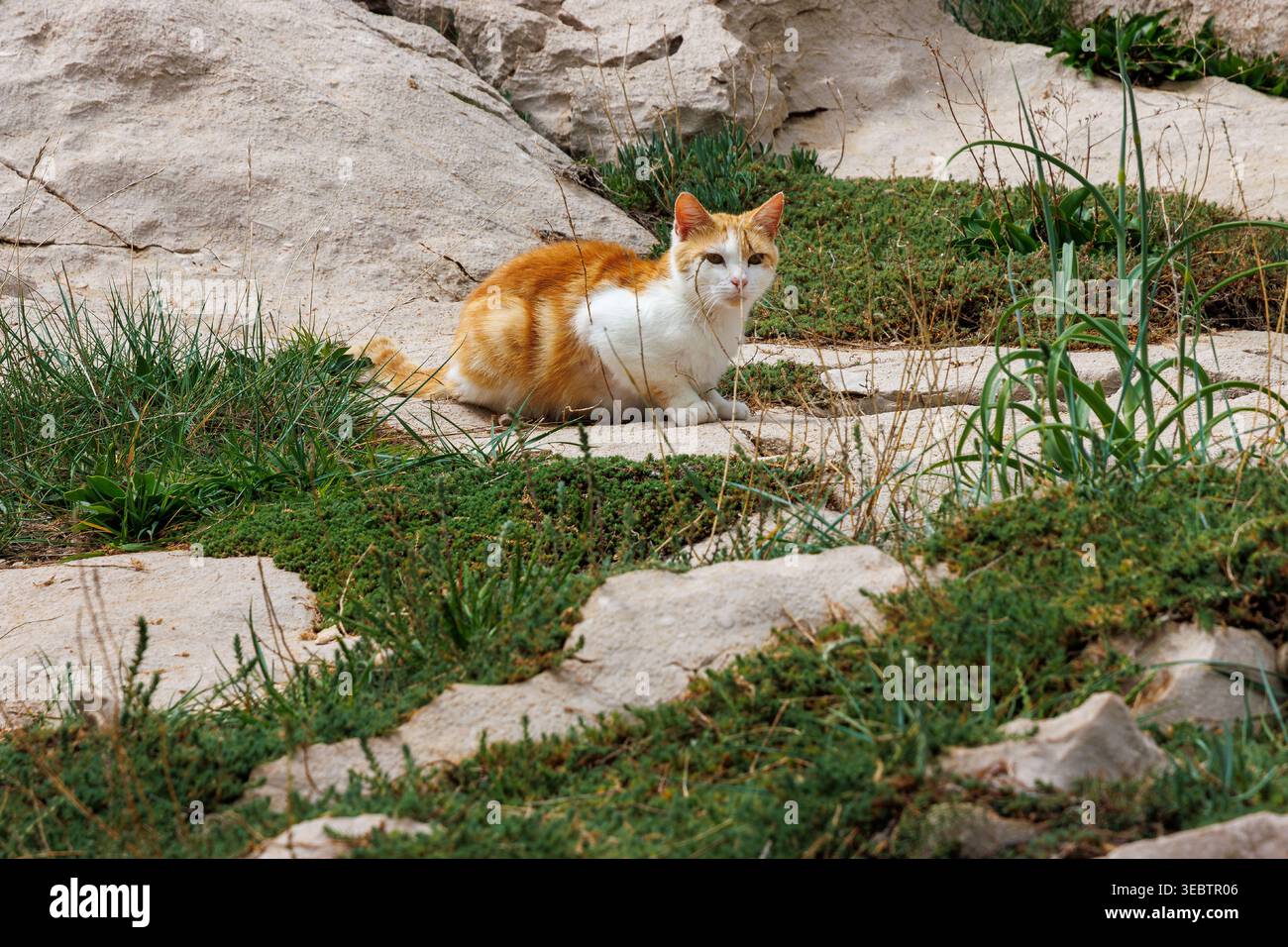 Gingembre et chat blanc assis sur un sol sablonneux avec des taches d'herbe, Banque D'Images