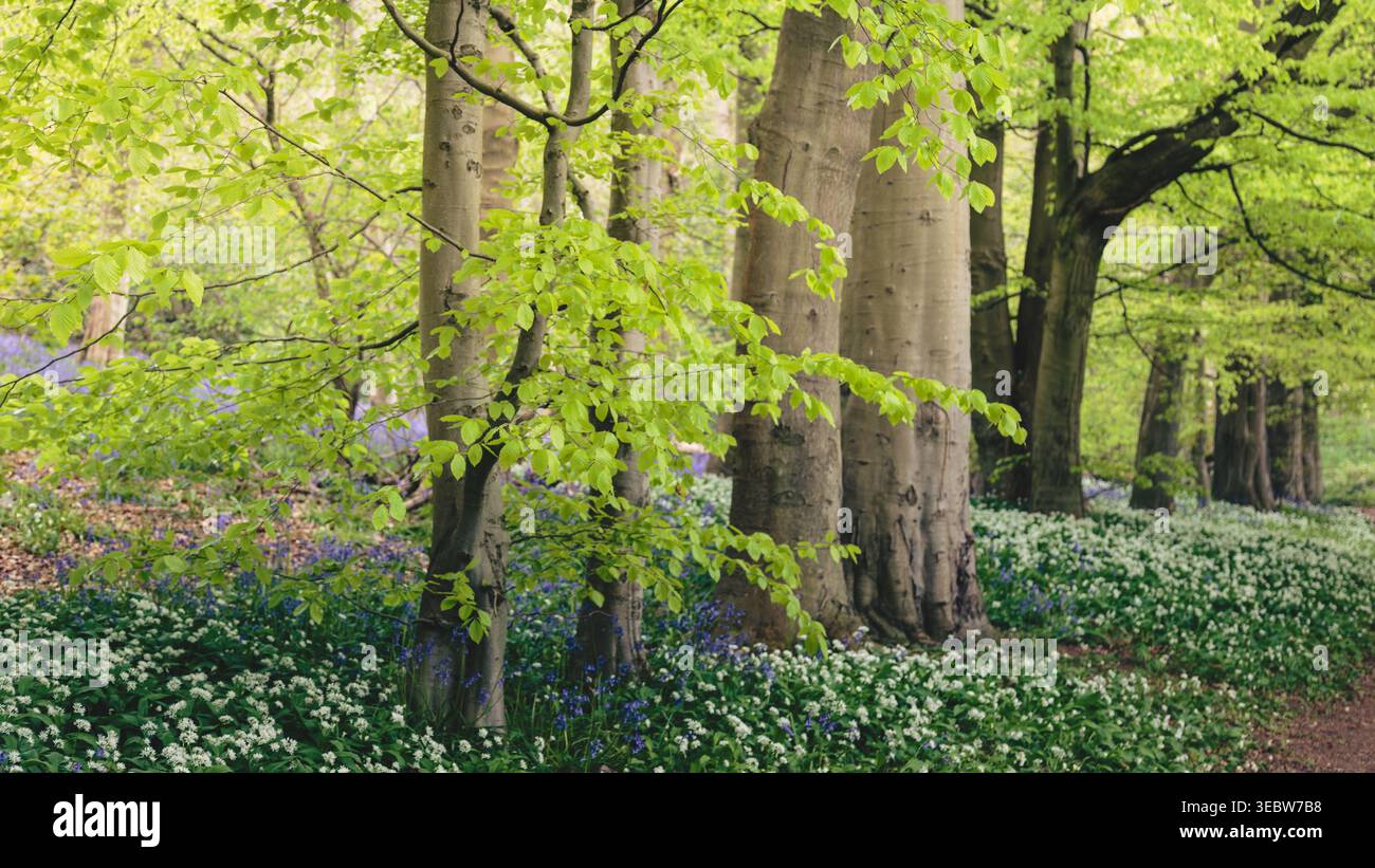 Bluebells and Wild Garlic, Blue Bell Woods, Morpeth, Northumberland printemps 2026 Banque D'Images