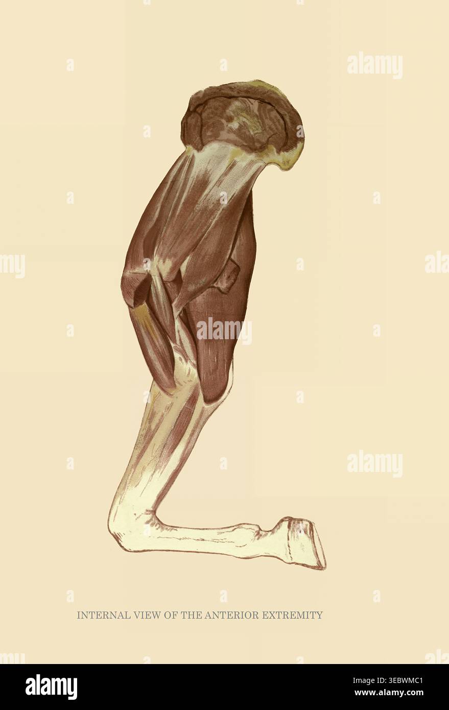 Dessin d'anatomie de l'avant-pied de cheval représentant la structure musculaire et osseuse interne, illustrant les systèmes biologiques pour la science vétérinaire et l'étude éducative. Le cheval en mouvement comme le montre la photographie instantanée, avec une étude sur la mécanique animale fondée sur l'anatomie et les révélations de la caméra, dans laquelle est démontrée la théorie de la locomotion quadrupède par Jacob Davis Babcock Stillman, 1819-1888, Eadweard Muybridge, 1830-1904 publié en 1882 Banque D'Images