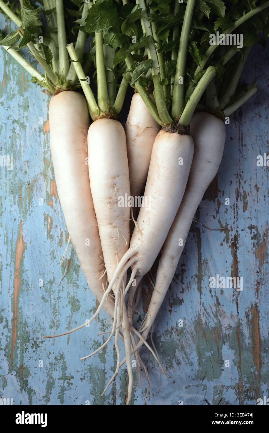 Radis daikon sur fond de bois rustique bleu, radis blanc, légumes frais de saison Banque D'Images