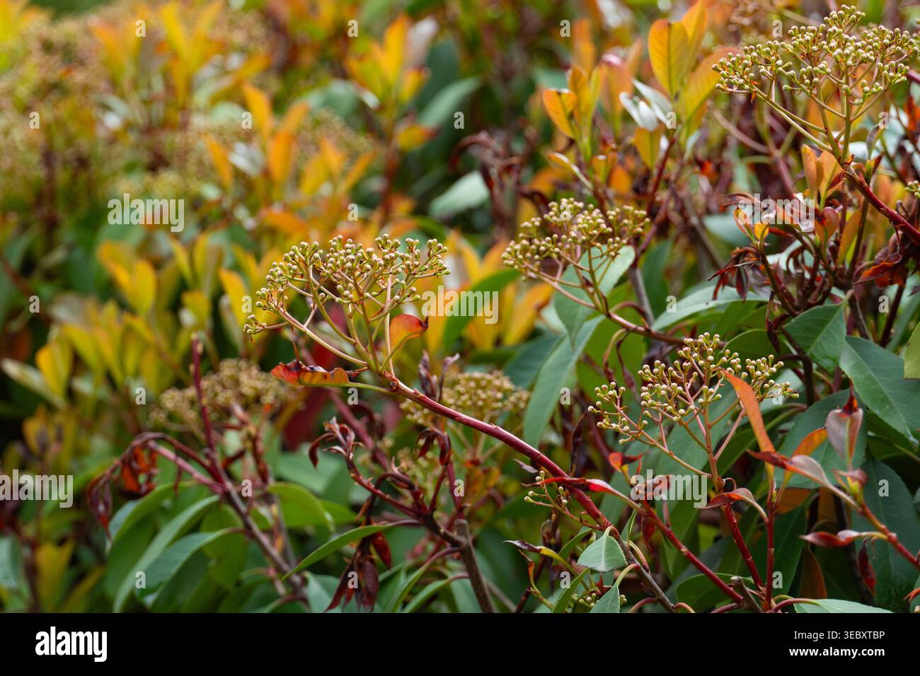 Gros plan de fleurs de printemps jaunes sur une branche avec des feuilles vertes fraîches et des fleurs qui s'estompent. Concept de changement saisonnier, cycle naturel et fin de floraison Banque D'Images