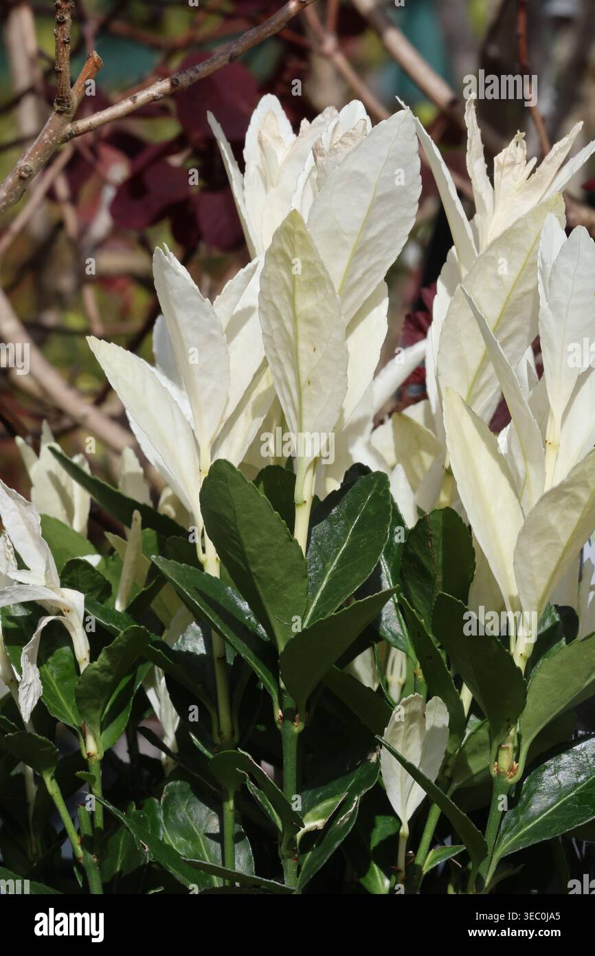 Euonymus japonicus « Extravaganza », gros plan du nouveau feuillage japonais printanier blanc pur et spectaculaire avec des feuilles vieilles d'un vert foncé brillant Banque D'Images