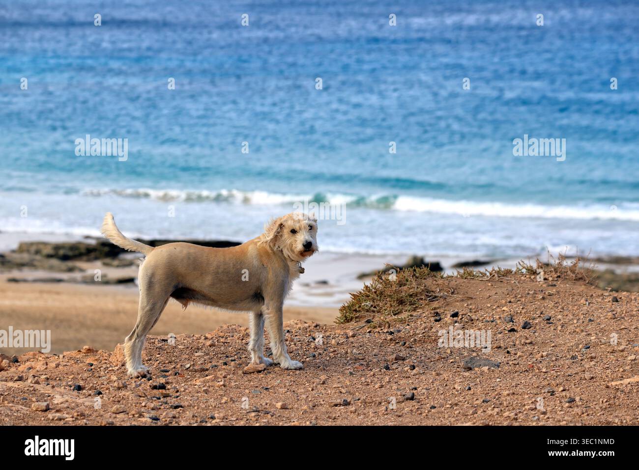 Un chien dépouillé debout seul sur une falaise regardant la caméra. Fuerteventura, Îles Canaries, Espagne Banque D'Images