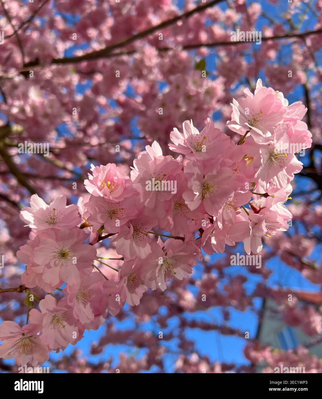 Fleurs de cerisier roses sur des branches d'arbre ornementales en fleurs. Arbre Sakura au début du printemps. Banque D'Images