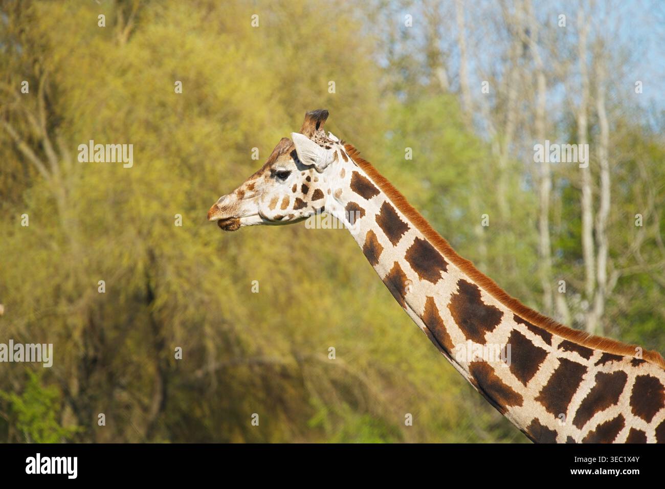 Portrait d'une girafe de profil sur fond naturel. Photo de haute qualité Banque D'Images