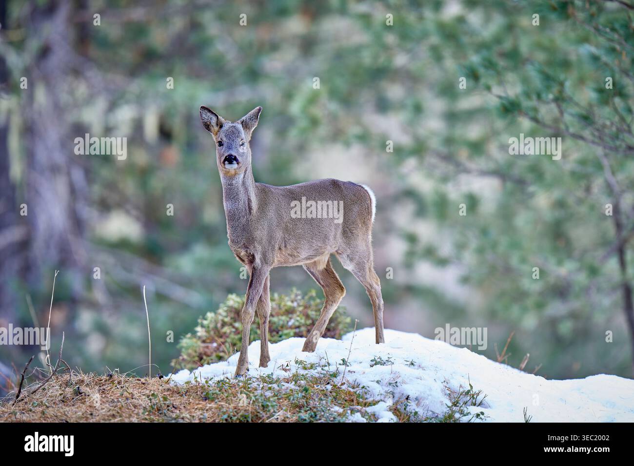 Jeunes chevreuils debout en alerte sur une clairière alpine enneigée à Val Roseg, entouré par une forêt de pins dans les Alpes suisses. Banque D'Images