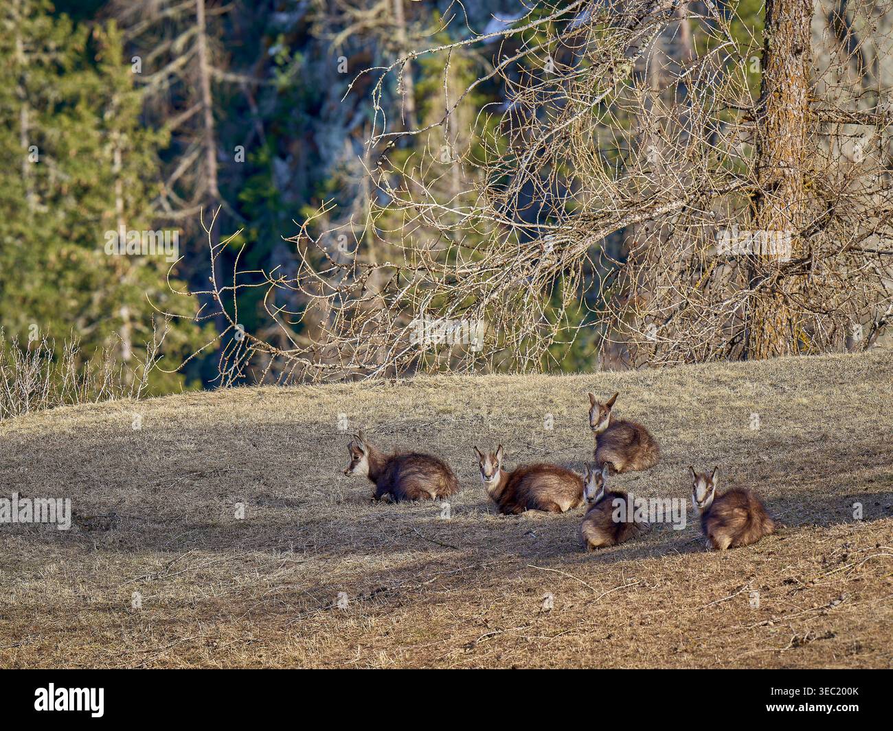 Groupe de chamois alpins reposant sur une colline ensoleillée dans la vallée de l'Engadine, Alpes suisses photographie animalière. Banque D'Images