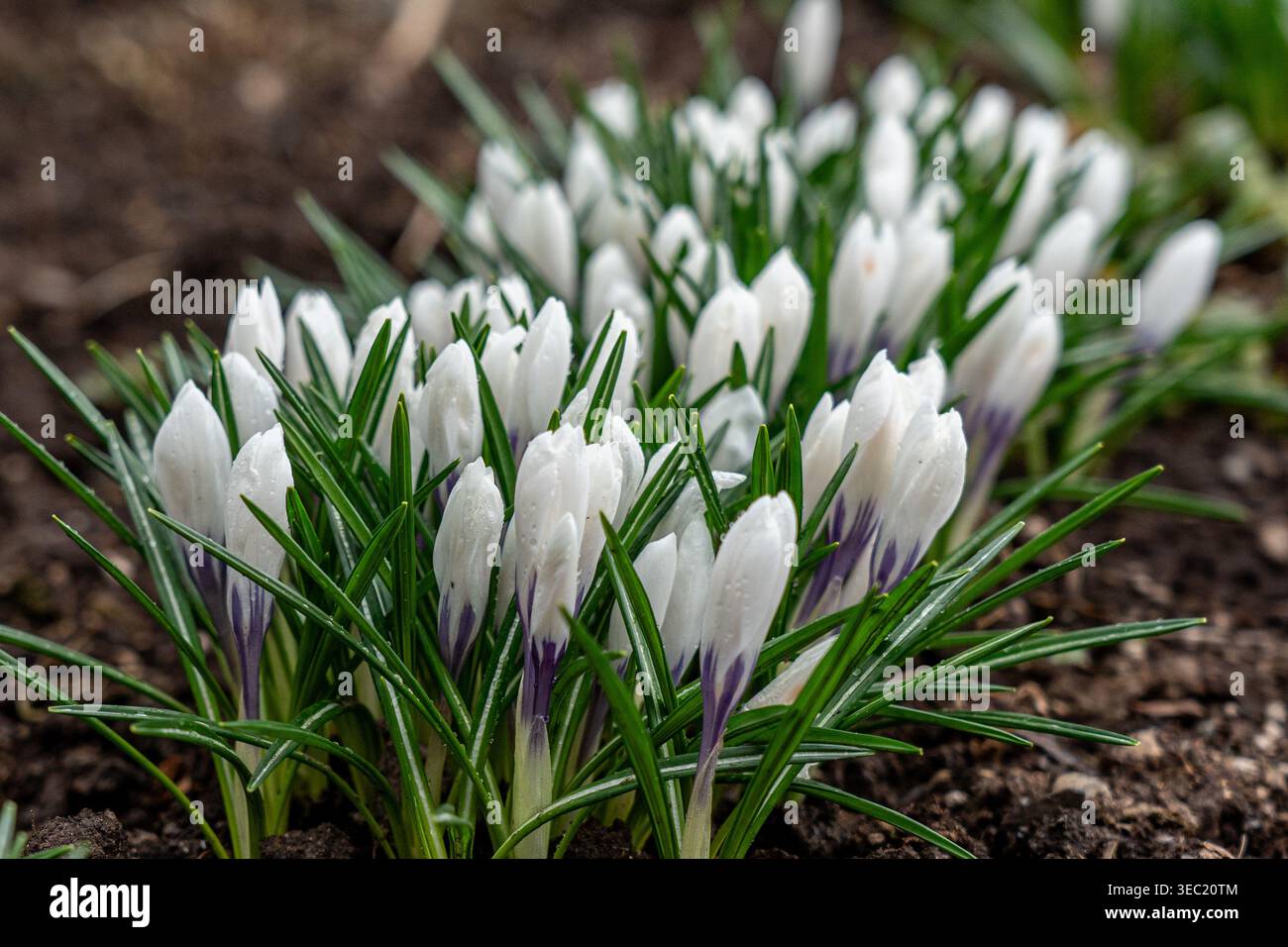 Une belle grappe de crocus blancs émerge du sol, entourée de feuilles vertes luxuriantes dans l'étreinte rafraîchissante du début du printemps Banque D'Images