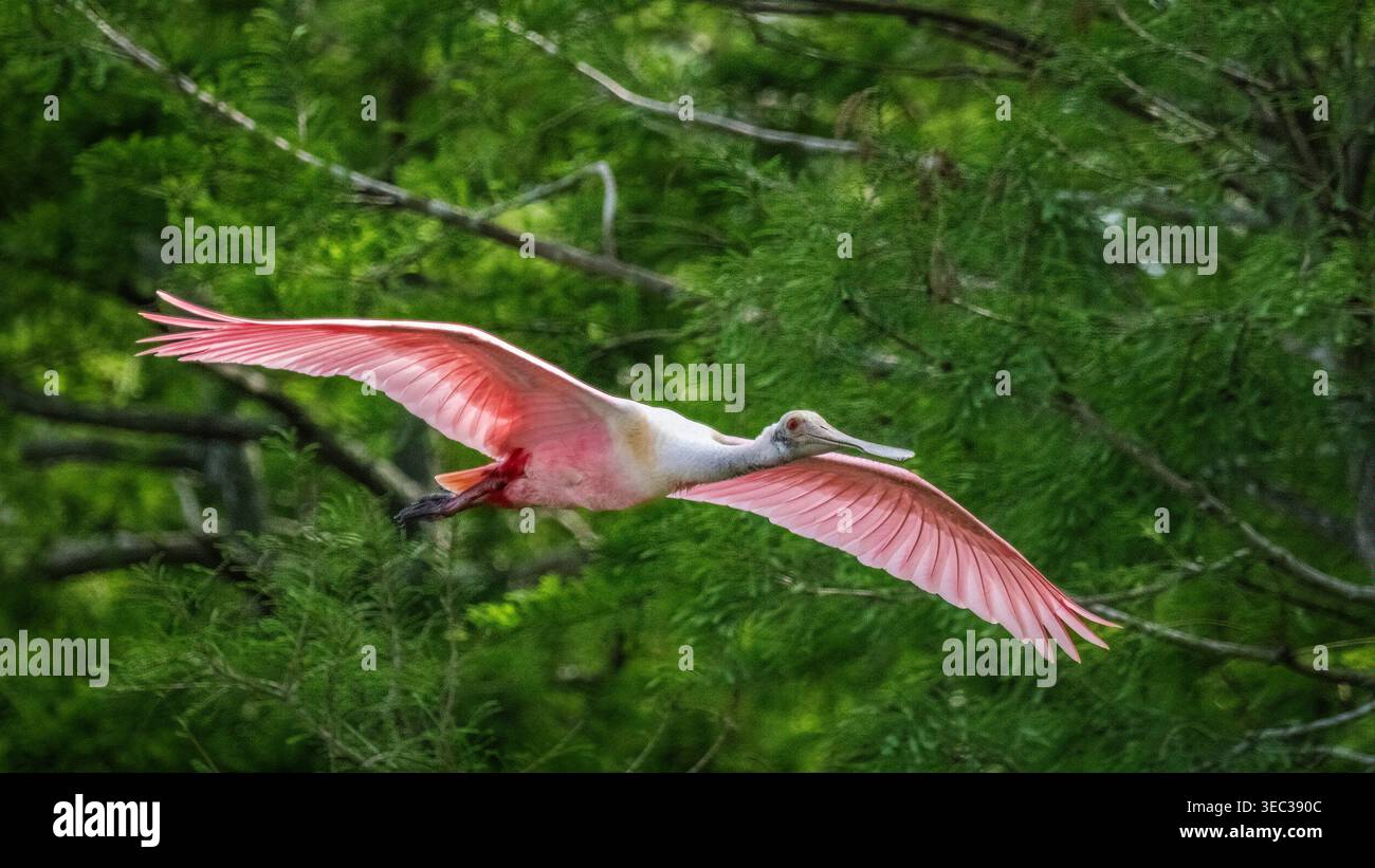 Roseate Spoonbill survolant les Werlands d'Orlando à Christmas Florida USA Banque D'Images
