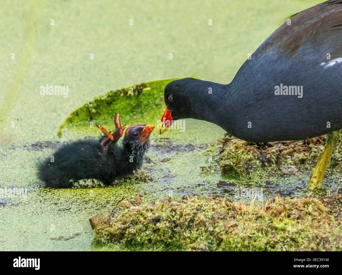 Gallinule commune avec des poussins au Green Cay nature Center & Wetlands à Boynton Beach Floride États-Unis Banque D'Images