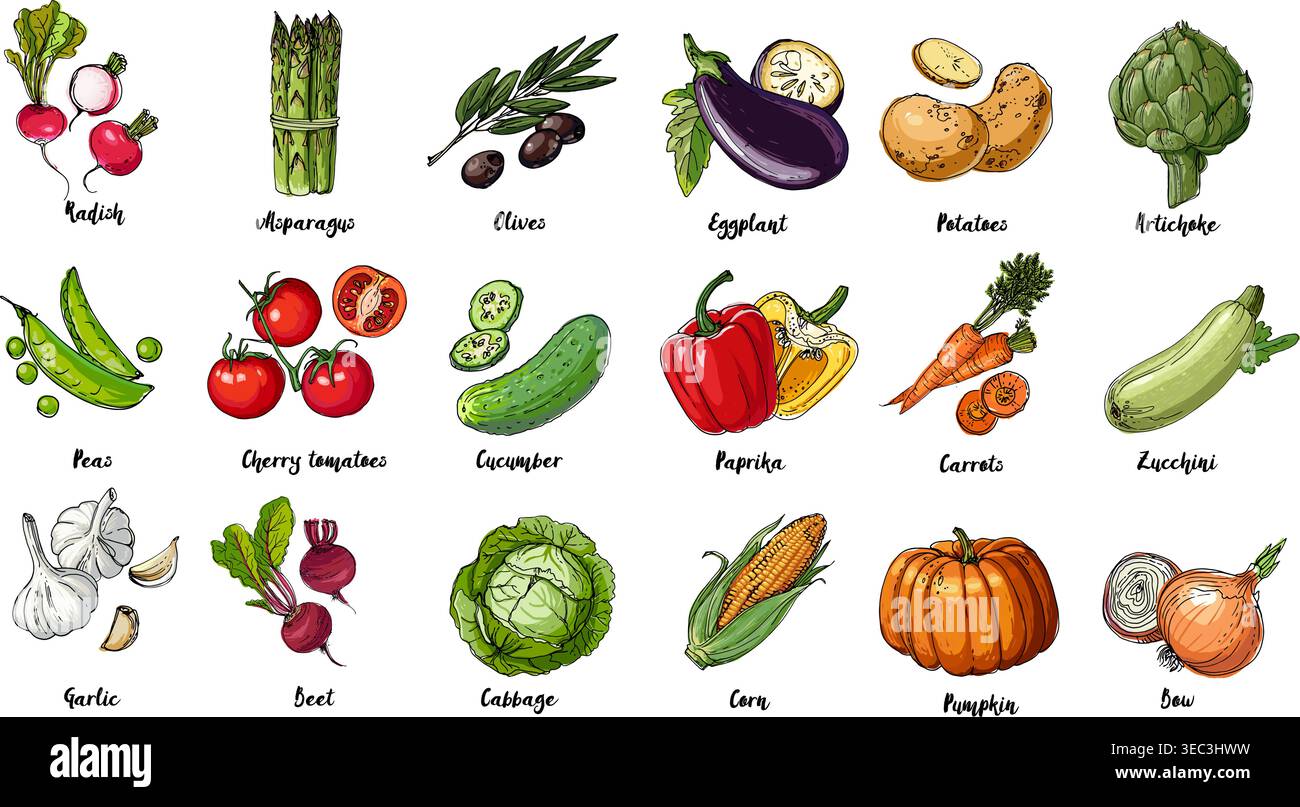 Ensemble de légumes colorés dessinés. Récolte fraîche. Produits agricoles. Citrouille, asperges, olives, pois, tomates cerises, concombre, ail, betteraves, chou, par exemple Illustration de Vecteur