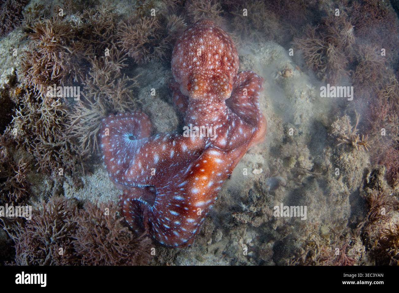 Une pieuvre étoilée, Pinnoctopus luteus, chasse des proies sur un récif corallien peu profond la nuit à El Nido, aux Philippines. Cette pieuvre est nocturne. Banque D'Images