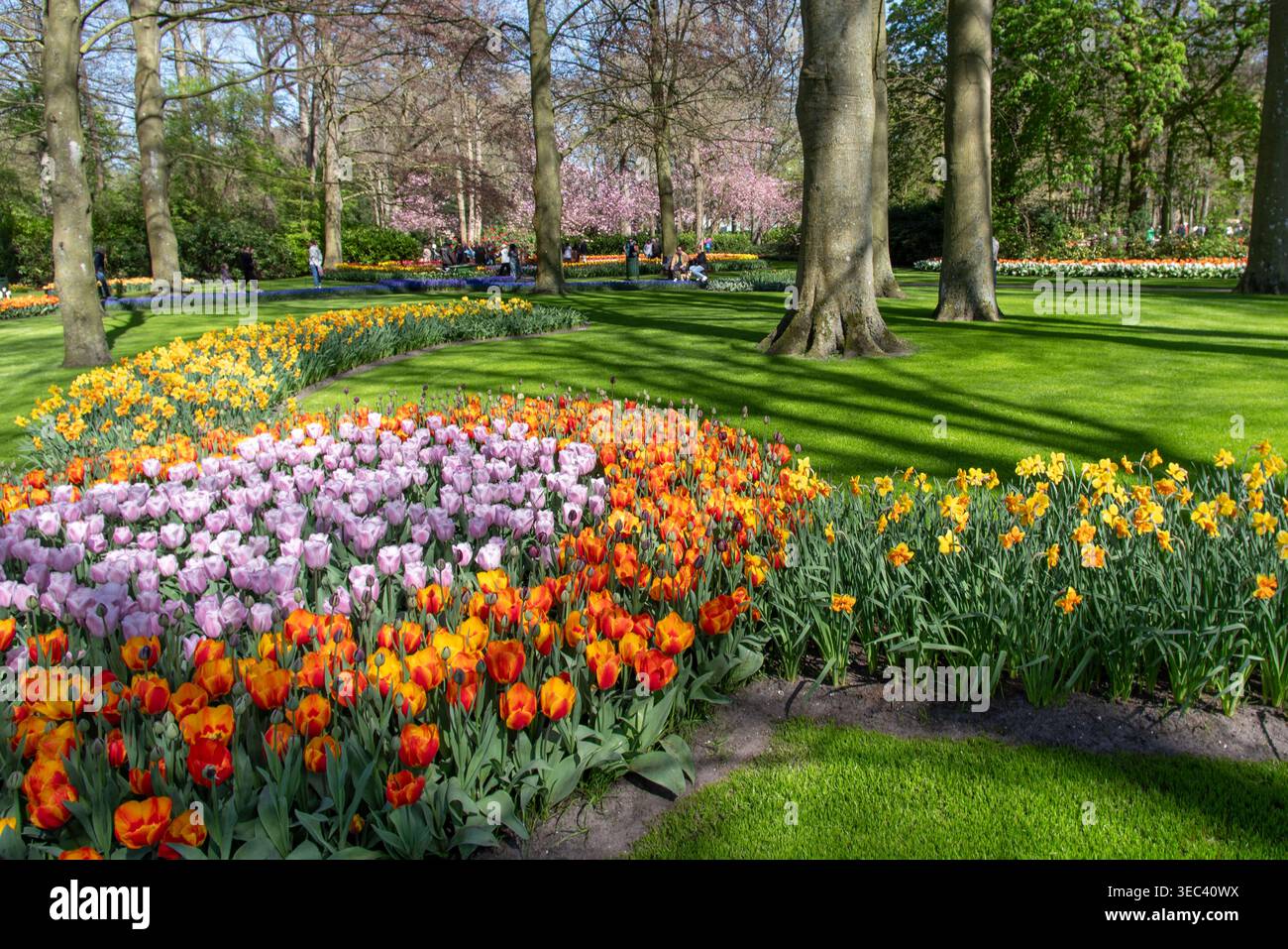 Lits de tulipes colorés dans un jardin aux pays-Bas au printemps Banque D'Images