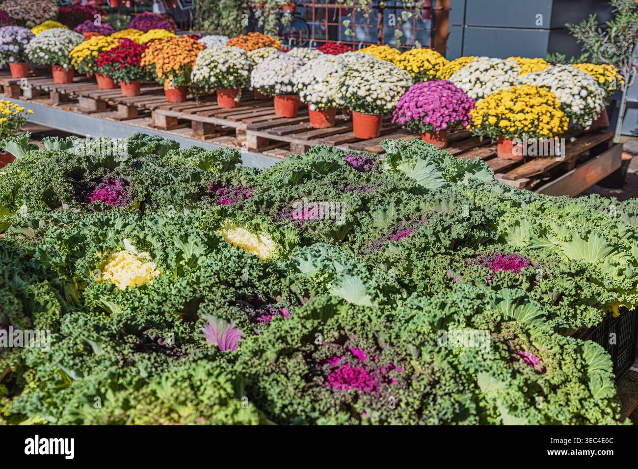 Le chou frisé décoratif et les chrysanthèmes en pot bordent les étals du marché extérieur, aux couleurs vives de l'automne et aux plantes fraîches de saison Banque D'Images